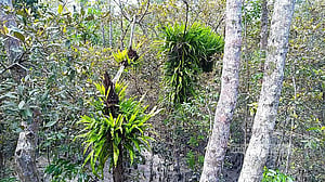 Salinity, parasitic vine pushing Sundari tree to the brink in Sundarbans