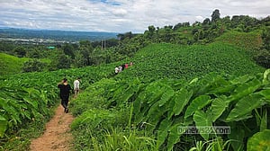 Plains crop taro brings perils to Bangladesh's hills, fuelling topsoil loss, biodiversity threat