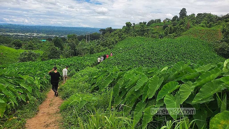 Plains crop taro brings perils to Bangladesh's hills, fuelling topsoil loss, biodiversity threat