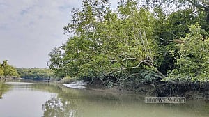 Fisherman dragged away by crocodile in Sundarbans found dead 7 hours later