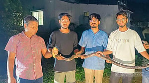 Eight-foot king cobra rescued from Chittagong University streamside