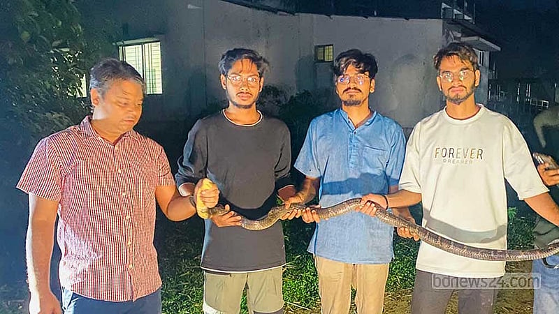 Eight-foot king cobra rescued from Chittagong University streamside