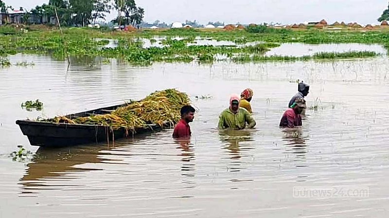 Flash floods submerge 5,000 hectares of Boro paddy in Habiganj