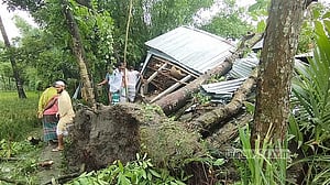 Storm topples trees in Jamalpur, killing 3 of a family
