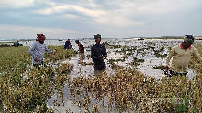 Boro rice procurement timeline brought forward for Haor farmers hit by flash floods