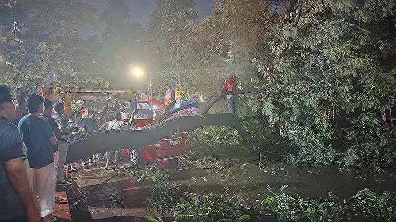 Heavy rain topples tree onto three parked cars in Dhanmondi