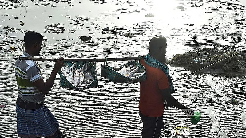 Bangladesh tightens hilsa protection with 22-day fishing ban in October