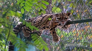 Tigers caged, not humans: Dulahazra Safari Park still runs like a zoo