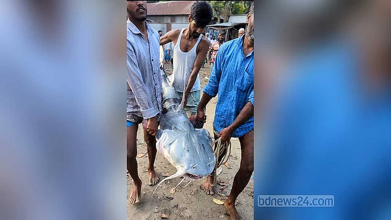 41kg Baghair caught in Jamuna sells for Tk 53,000 — but there’s a catch