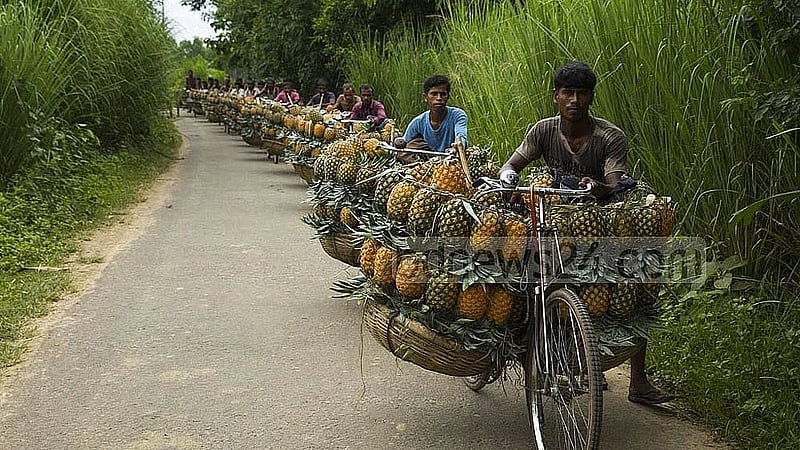Pakistan allows pineapple imports from Bangladesh