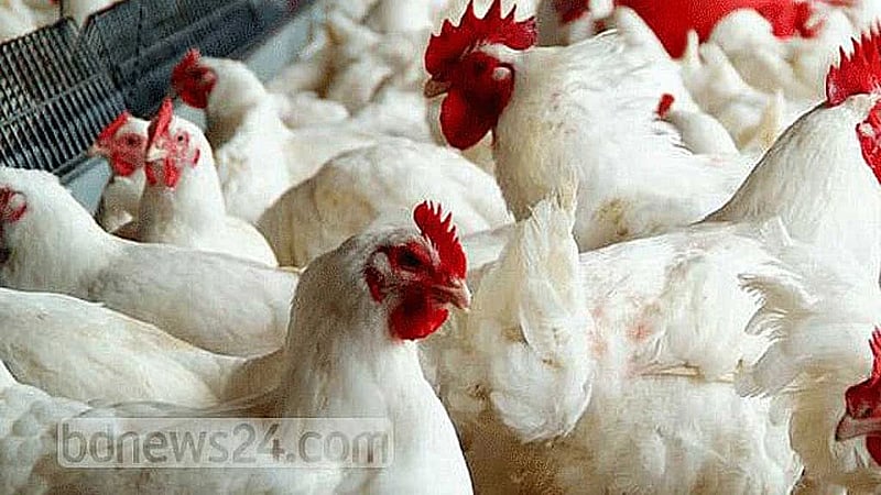 Study finds excessive antimicrobial residues in poultry meat in Bangladesh