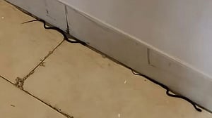Snakes spotted on 19th floor of Bangladesh Secretariat, beaten to death