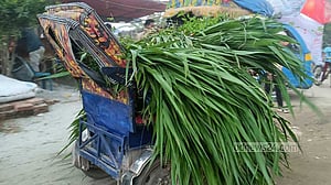 Cattle feed, a business worth millions in sacrificial animal markets