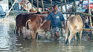 Will rain play spoilsport? Worry lines deepen on Eid cattle traders' faces