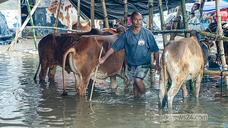 Will rain play spoilsport? Worry lines deepen on Eid cattle traders' faces