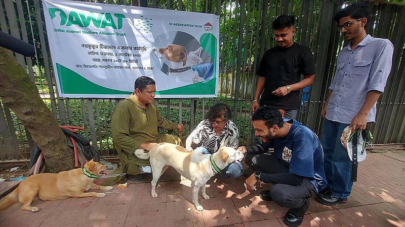 Stray dogs in Dhaka get rabies shots, identification collars