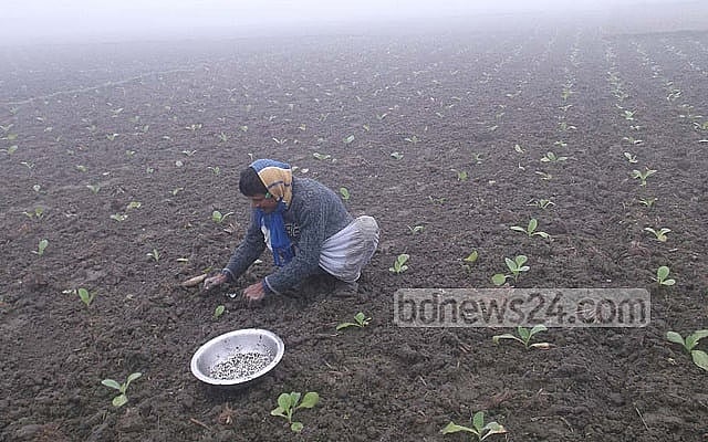 Bangladesh’s winter set to end with mild cold wave, fog, late-February storms