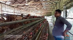 Bangladesh approves 20% power bill rebate for animal, poultry feed industry