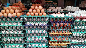 Saudi Arabia bans poultry and egg imports from Bangladesh, 39 countries over health risks