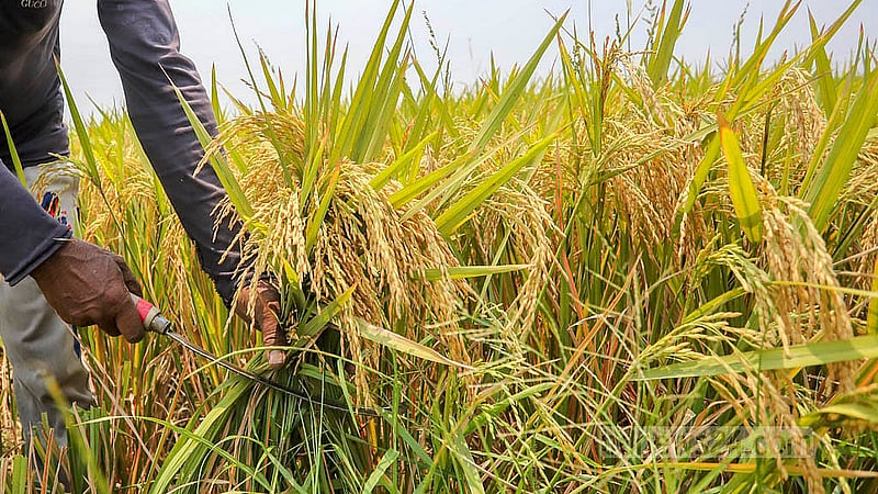 Myanmar's rice farmers scrounge for diesel as Iran conflict dries up supply