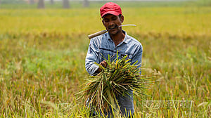 Government surpasses rice, paddy procurement targets for Boro season