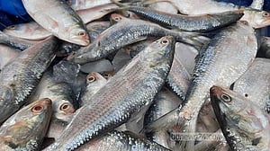 Experts say four to six price hikes for each hilsa, with 60% increase at each transaction
