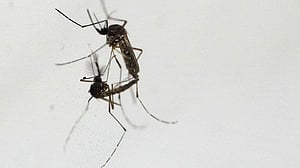 Researchers pin hopes on Wolbachia to tackle dengue in Bangladesh