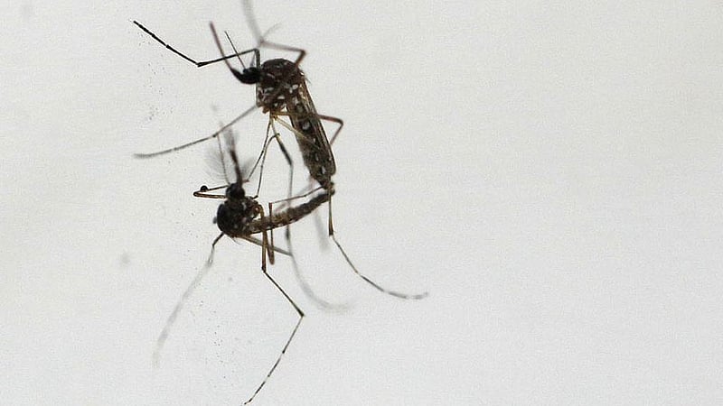 Researchers pin hopes on Wolbachia to tackle dengue in Bangladesh
