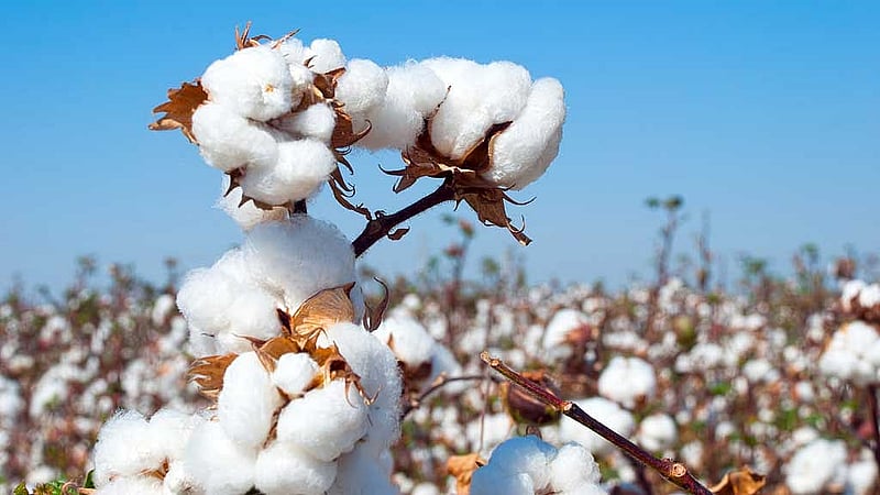 Government scraps 2% withholding tax on cotton imports after industry demand
