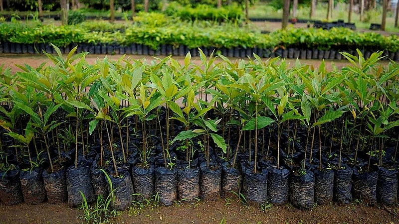 Carbon removal needs to quadruple to meet climate goals, researchers say