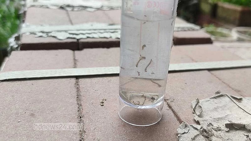 Survey finds Aedes larvae in 15% of Dhaka homes ahead of monsoon