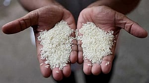 India’s 2025 rice exports surge to near record as curbs lifted