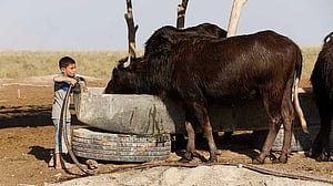 Droughts in Iraq endanger buffalo, and farmers' livelihoods