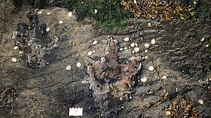 Isle of Skye footprints give a tranquil snapshot of dinosaur life