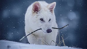 US company resurrects the extinct dire wolf, or some version of it