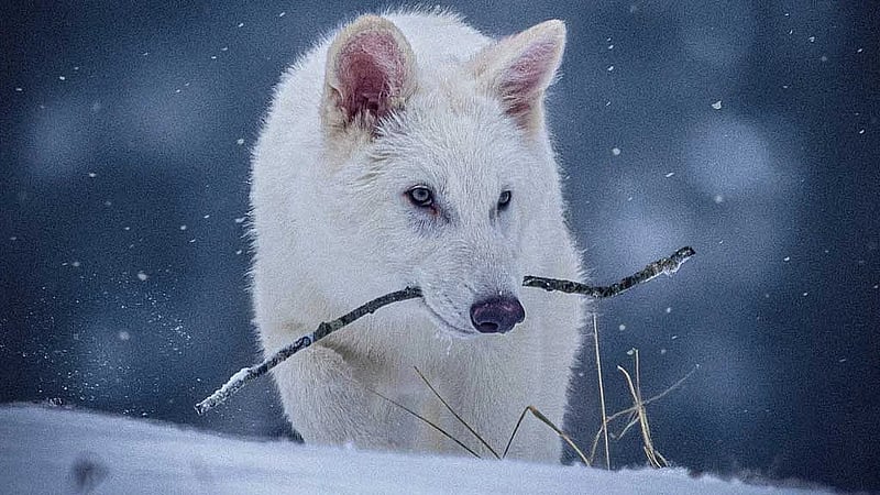 US company resurrects the extinct dire wolf, or some version of it
