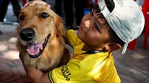 Thai search dogs go from sniffing to soothing at collapsed tower site