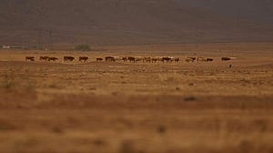 Northern Mexico farmers fight drought amid water dispute with the US