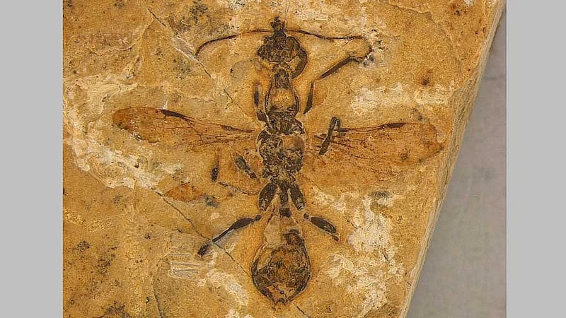 Oldest-known ant preserved in 113 million-year-old Brazilian fossil