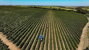 Methane emissions rising in beef-rich Brazil, climate group
