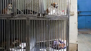 India's top court revises stray dog policy after public outcry