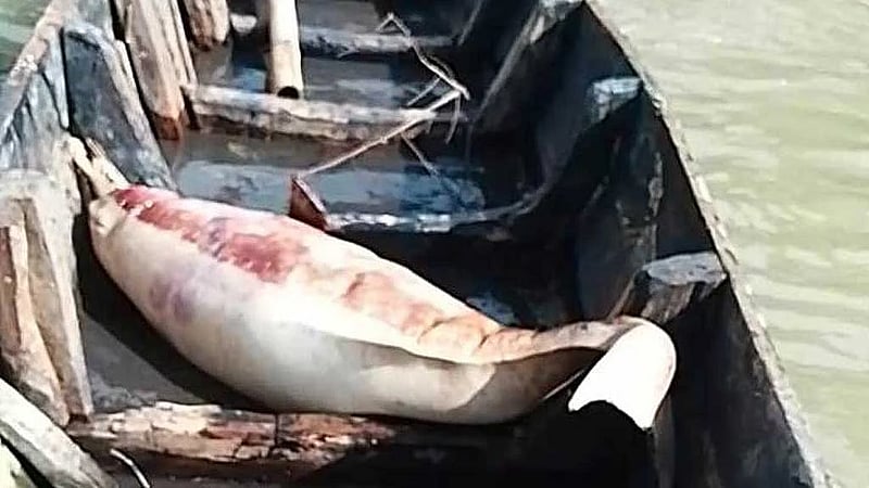Dead dolphin recovered from Halda River in Chattogram