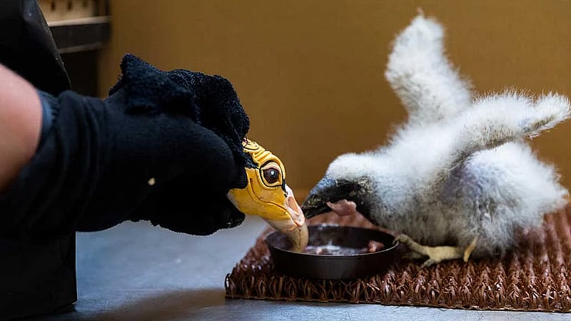 Prague zookeepers turn to puppets to parent baby vultures