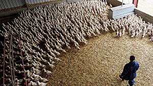 European bird flu spike due to record wild birds cases, EFSA says
