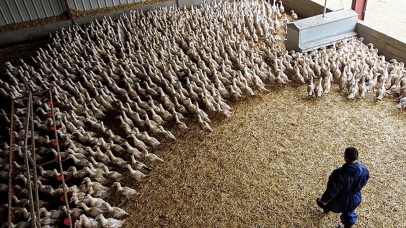 European bird flu spike due to record wild birds cases, EFSA says
