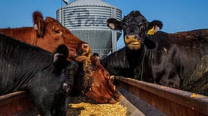 ‘Not a happy Trump supporter’: Cattle ranchers hit by push for lower beef prices