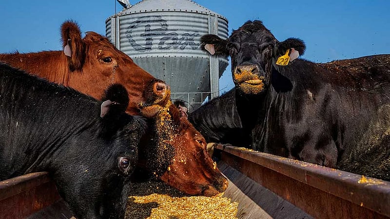‘Not a happy Trump supporter’: Cattle ranchers hit by push for lower beef prices