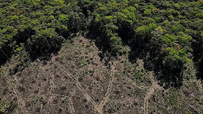 How China's evolving consumer habits may protect the Amazon rainforest