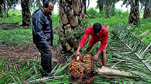 The end of cheap palm oil? Output stalls as biodiesel demand surges
