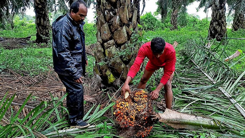 The end of cheap palm oil? Output stalls as biodiesel demand surges